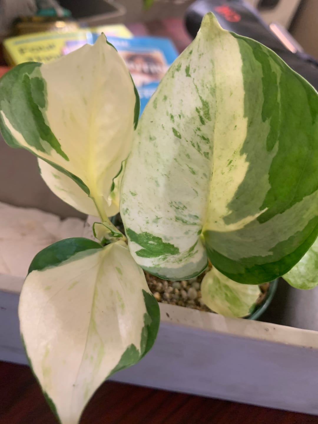 Customer photo review of Pothos Epipremnum aureum 'Manjula'