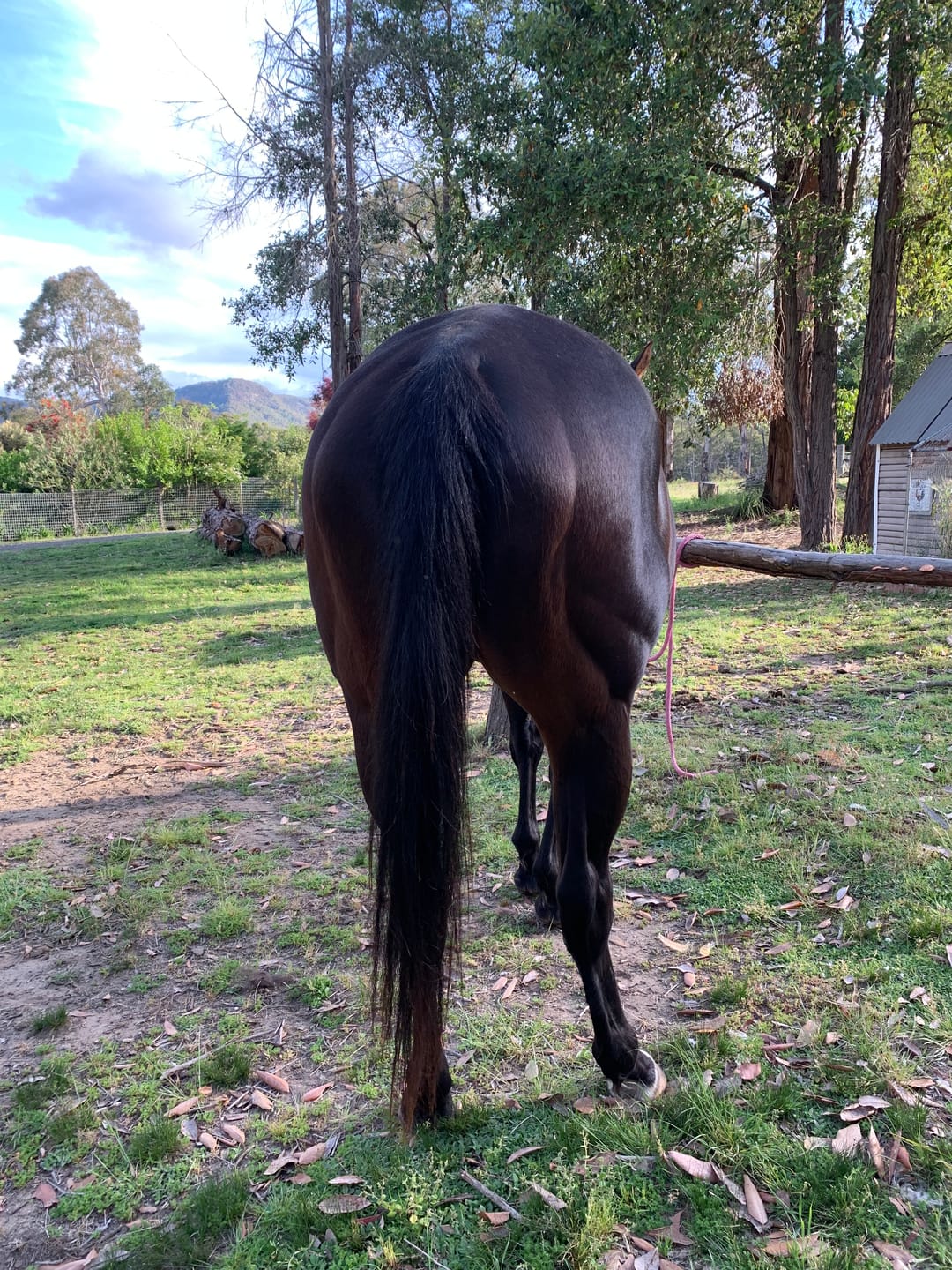 Customer photo review of Queen's Brush - Royal Mane & Tail Brush