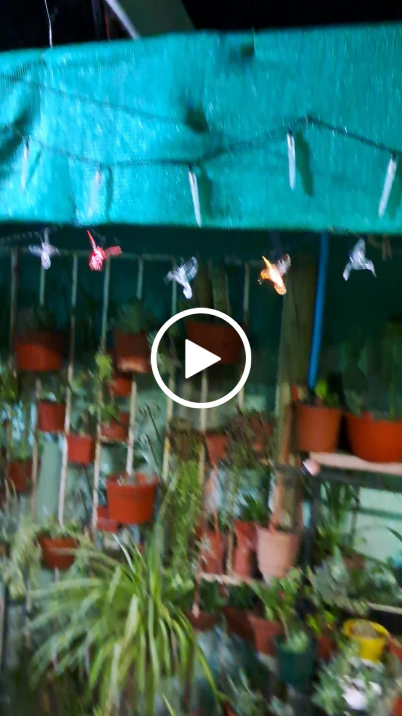 Customer video review of Colibrís Solares - IP65 Luz Cálida/Colores Largo 5 m