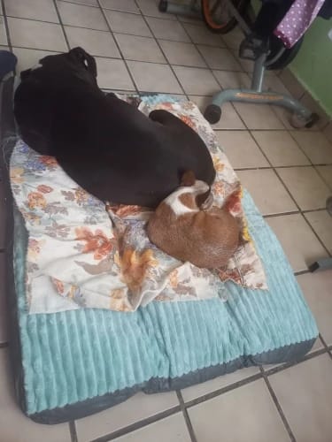 Customer photo review of EasyPet Hundebett Sofa