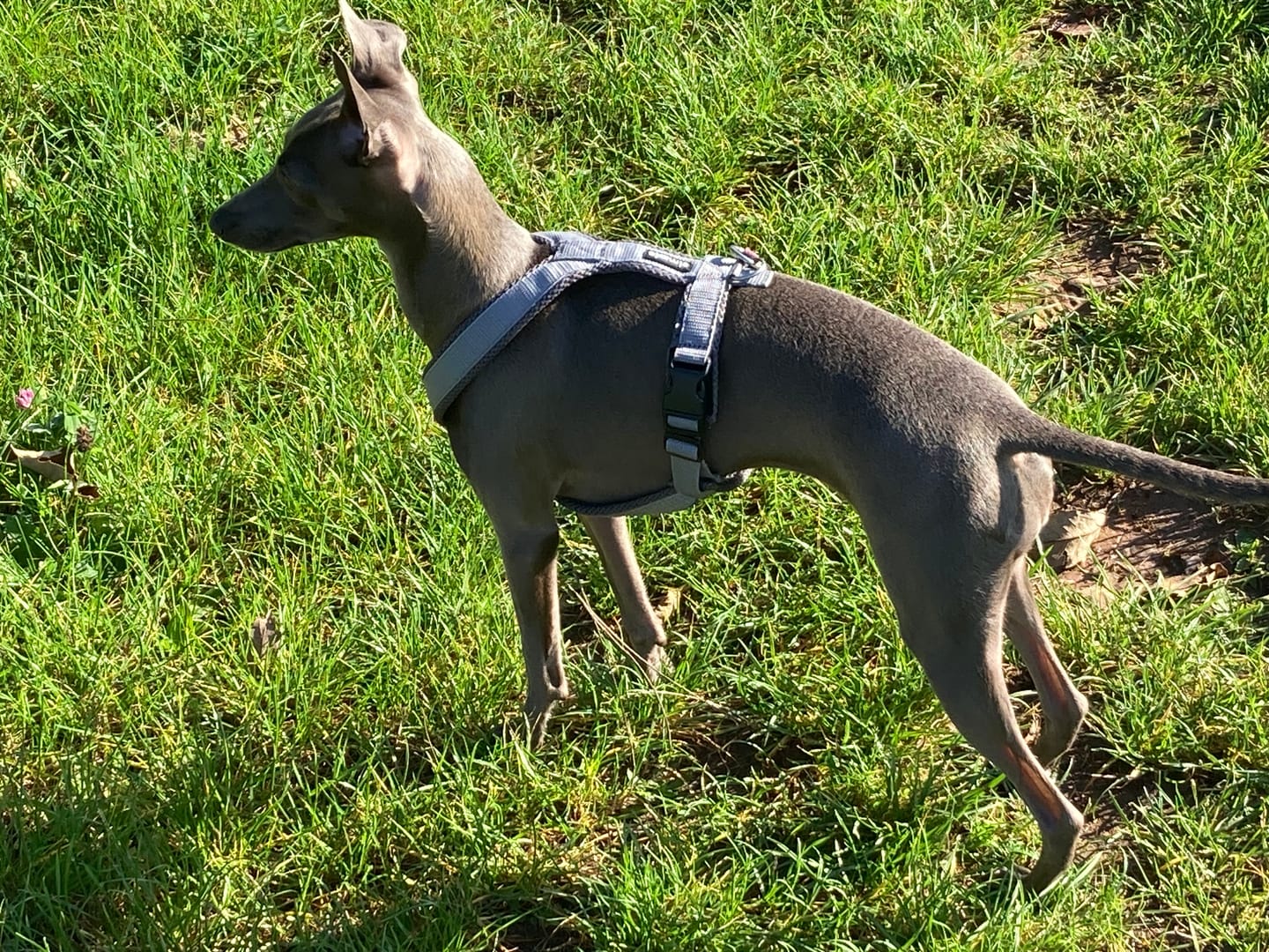 Customer photo review of Hundegeschirr FUN Welpe/Windspiel "Moon Grey"