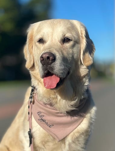 Customer photo review of Custom Name Embroidered Bandana