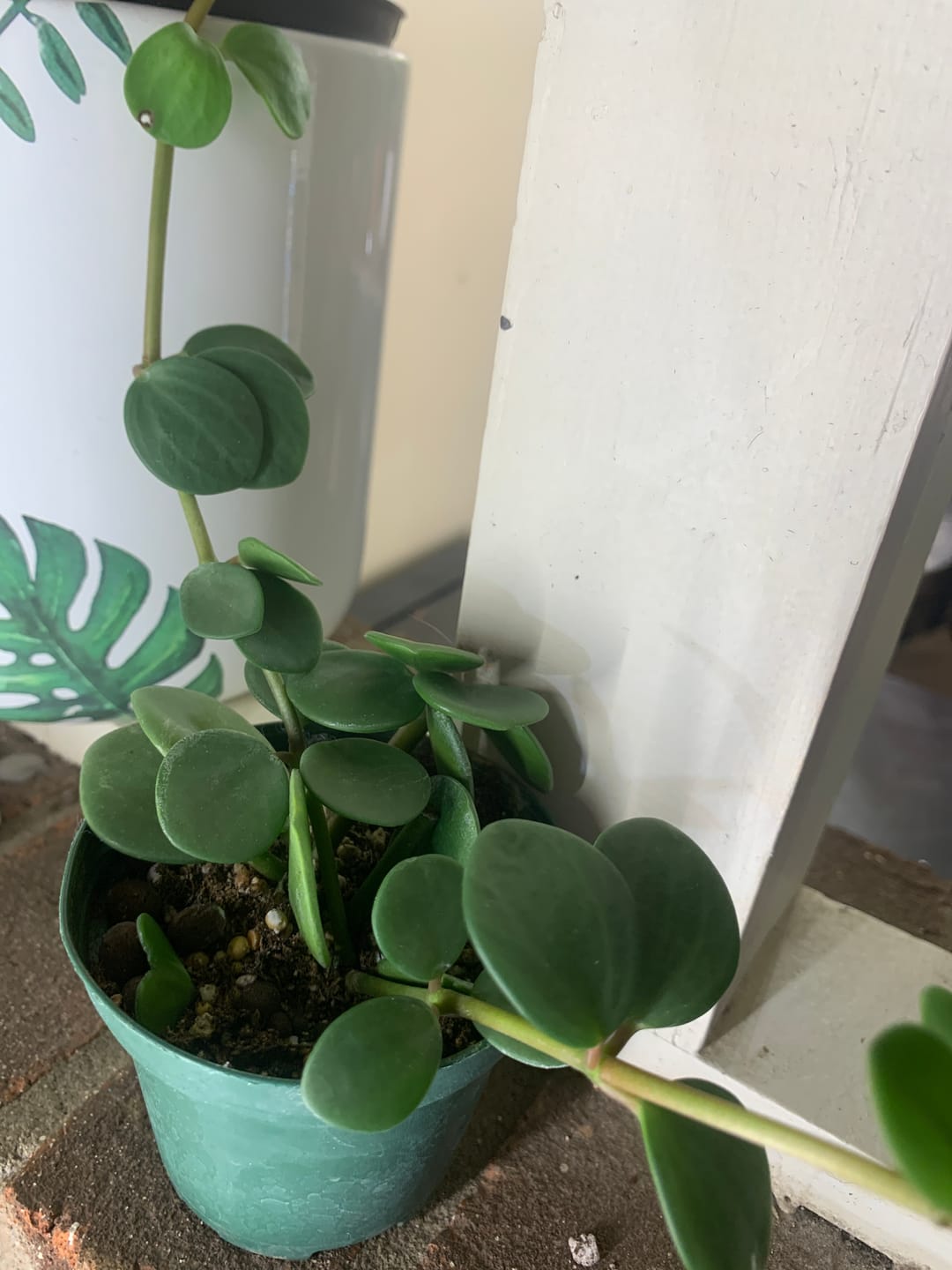 Customer photo review of Peperomia 'Hope'