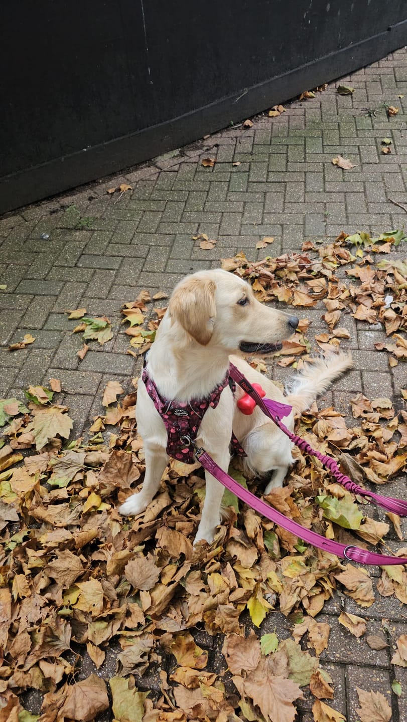 Customer photo review of Tough Trails™ Harness - Mable's Meadow