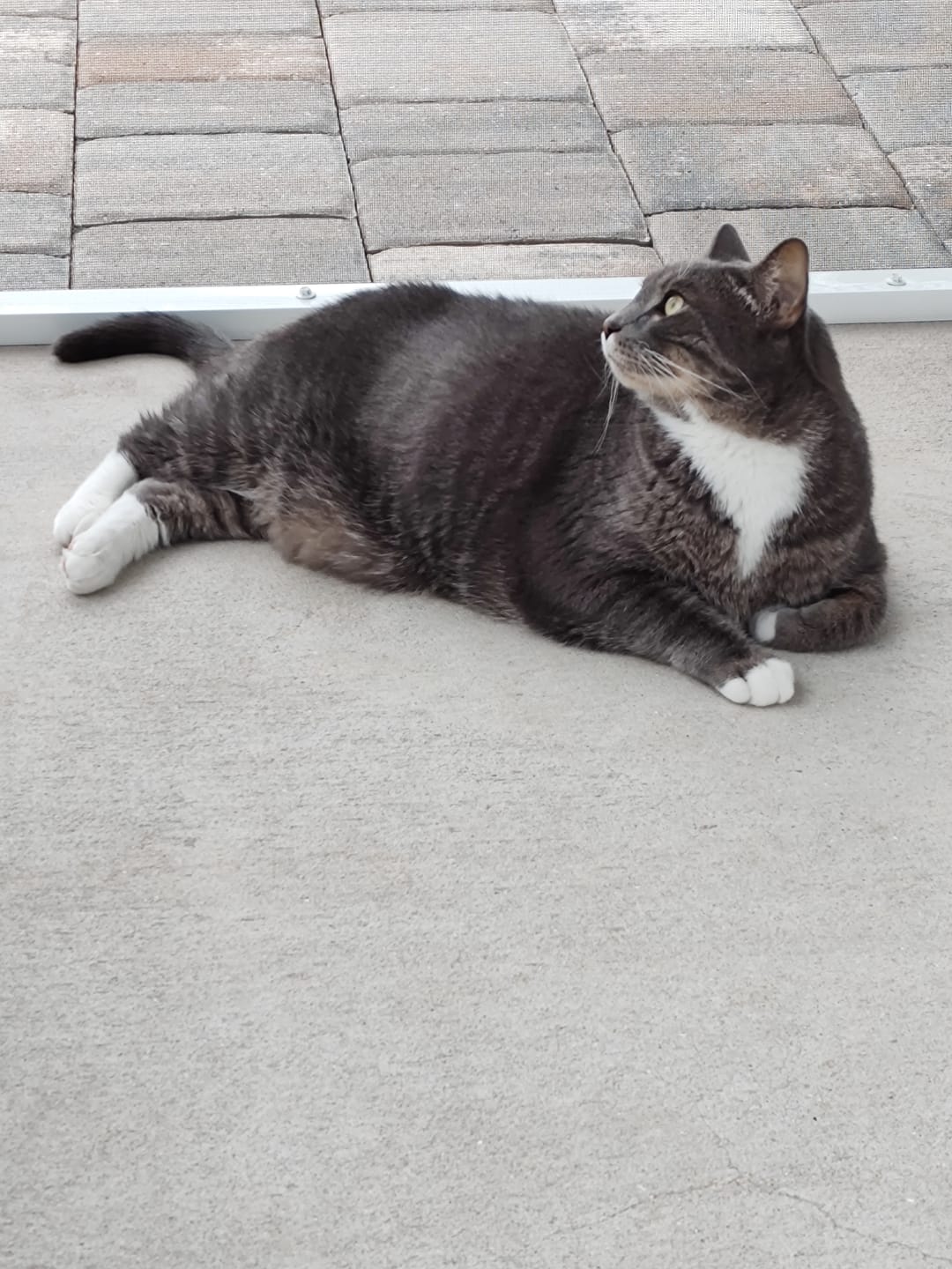Customer photo review of Royal Canin Veterinary Diet - Urinary SO + Calm Dry Cat Food