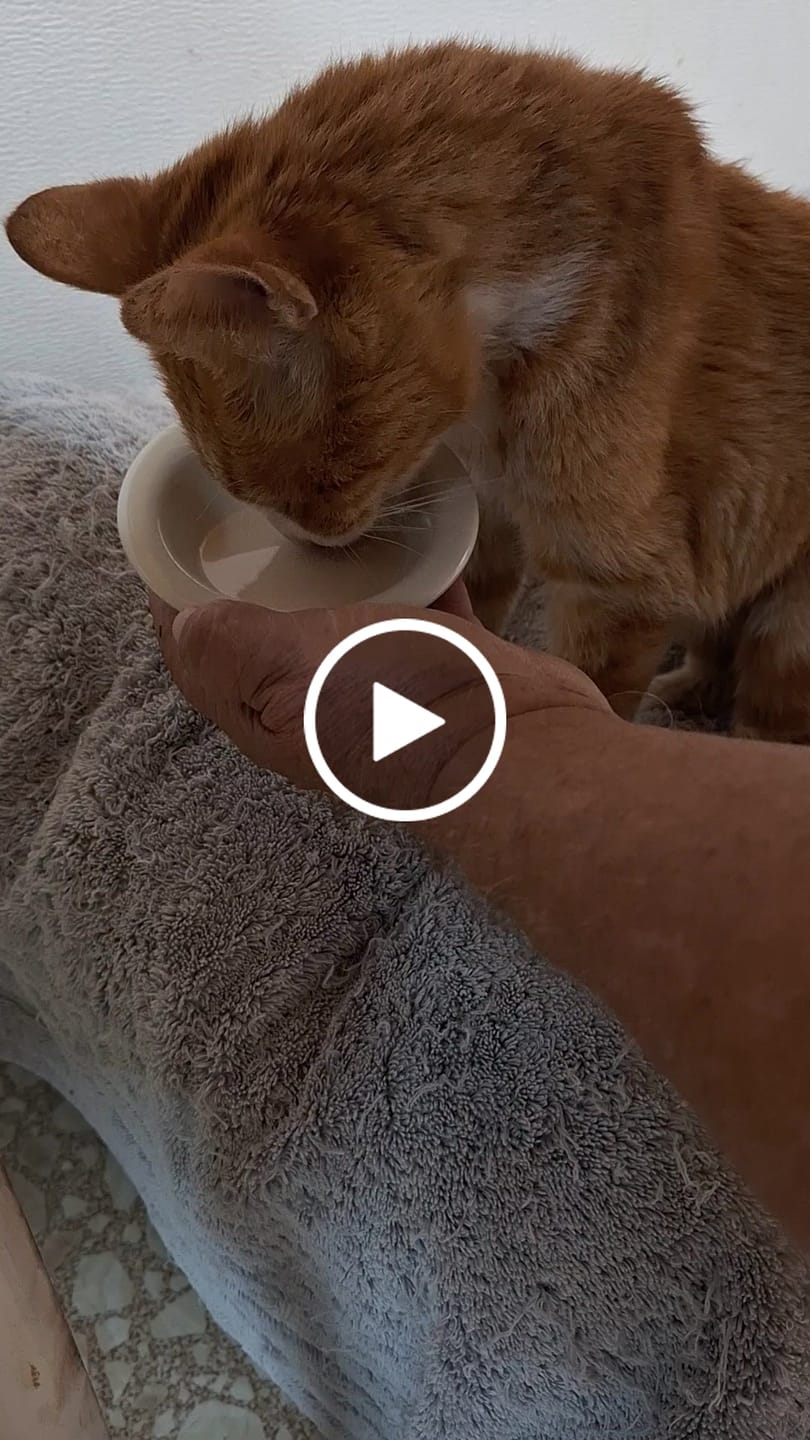 Customer video review of Royal Canin Renal Support Liquid Feline 4pack