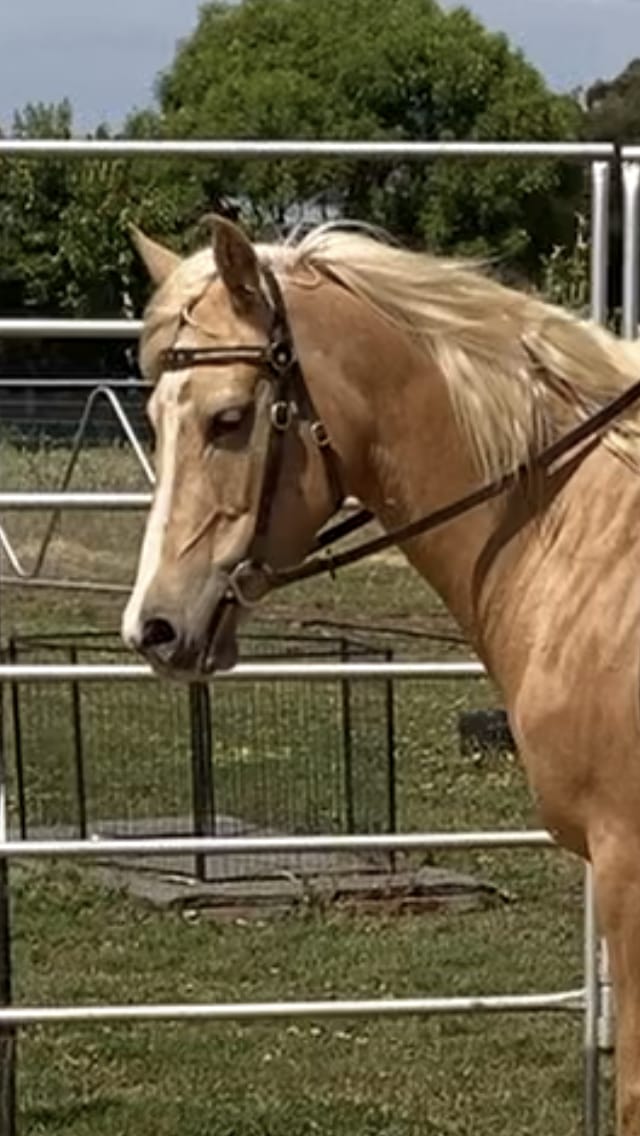 Customer photo review of EquiBind