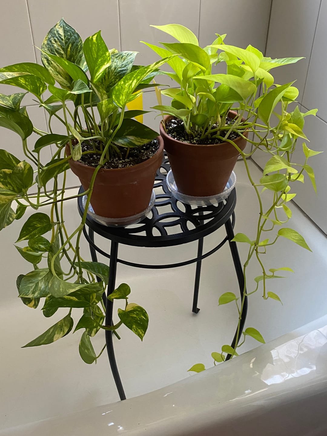 Customer photo review of Pothos Epipremnum aureum 'Neon'