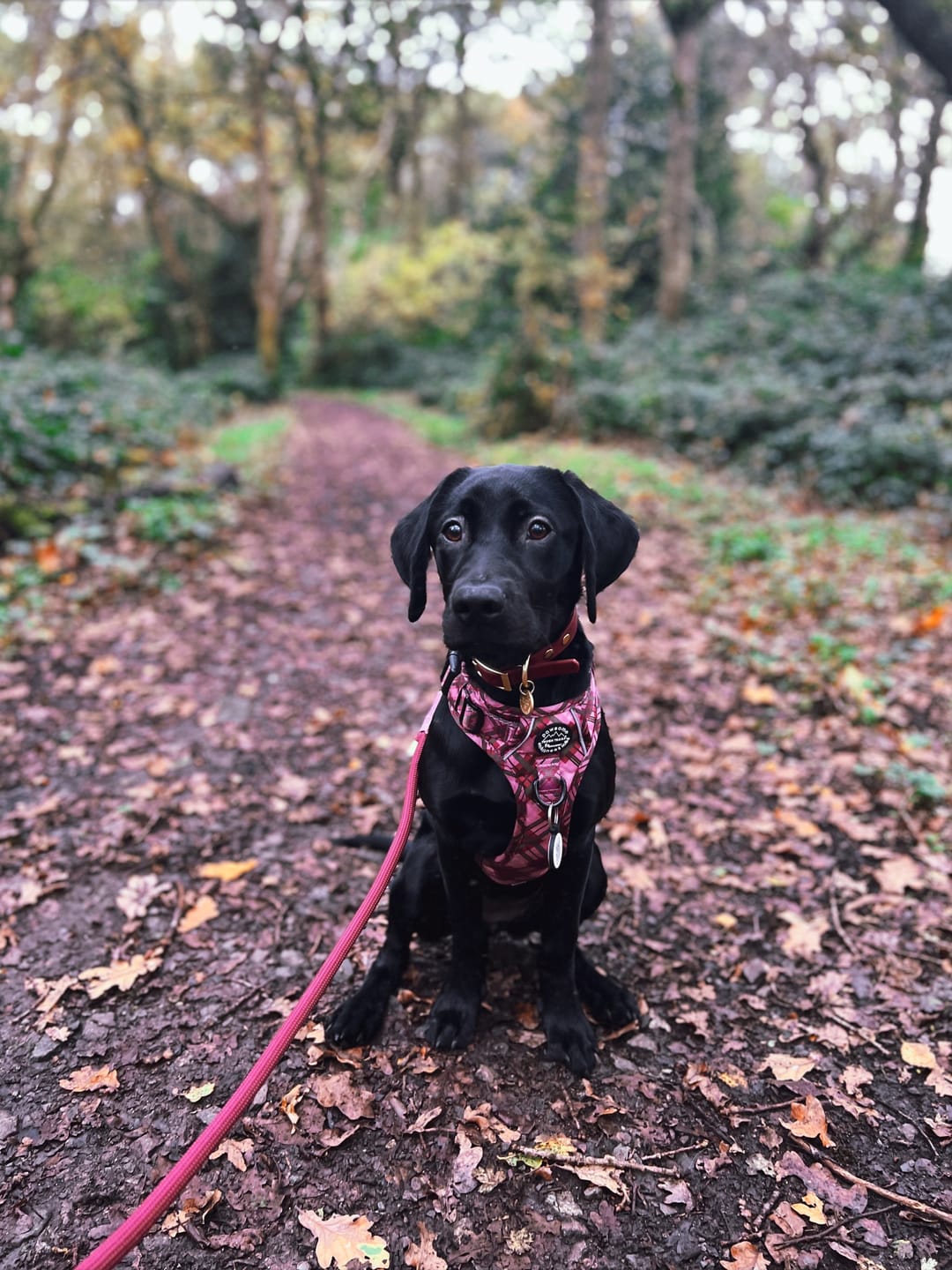 Customer photo review of 4ft Rope Lead - Mulberry