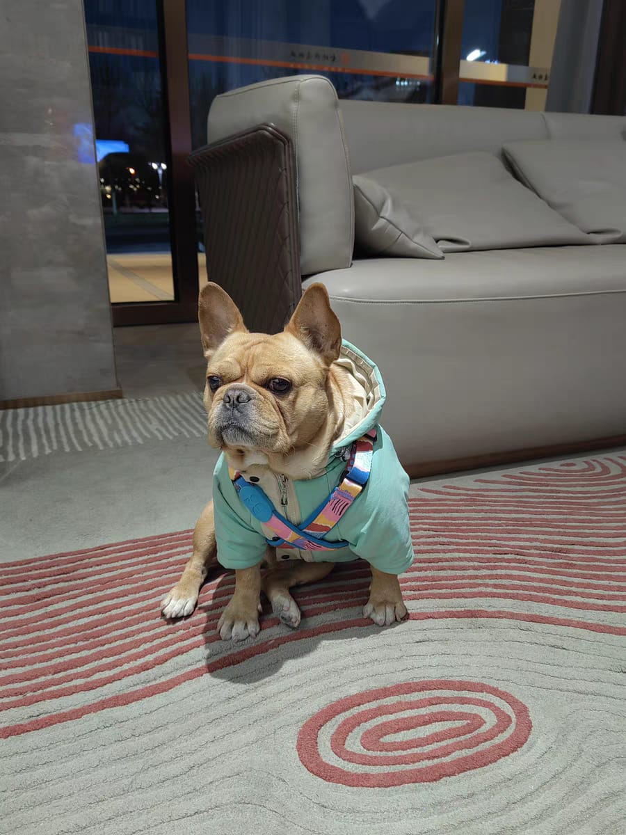 Customer photo review of Colorful PRO Protective Trachea Dog X Harness