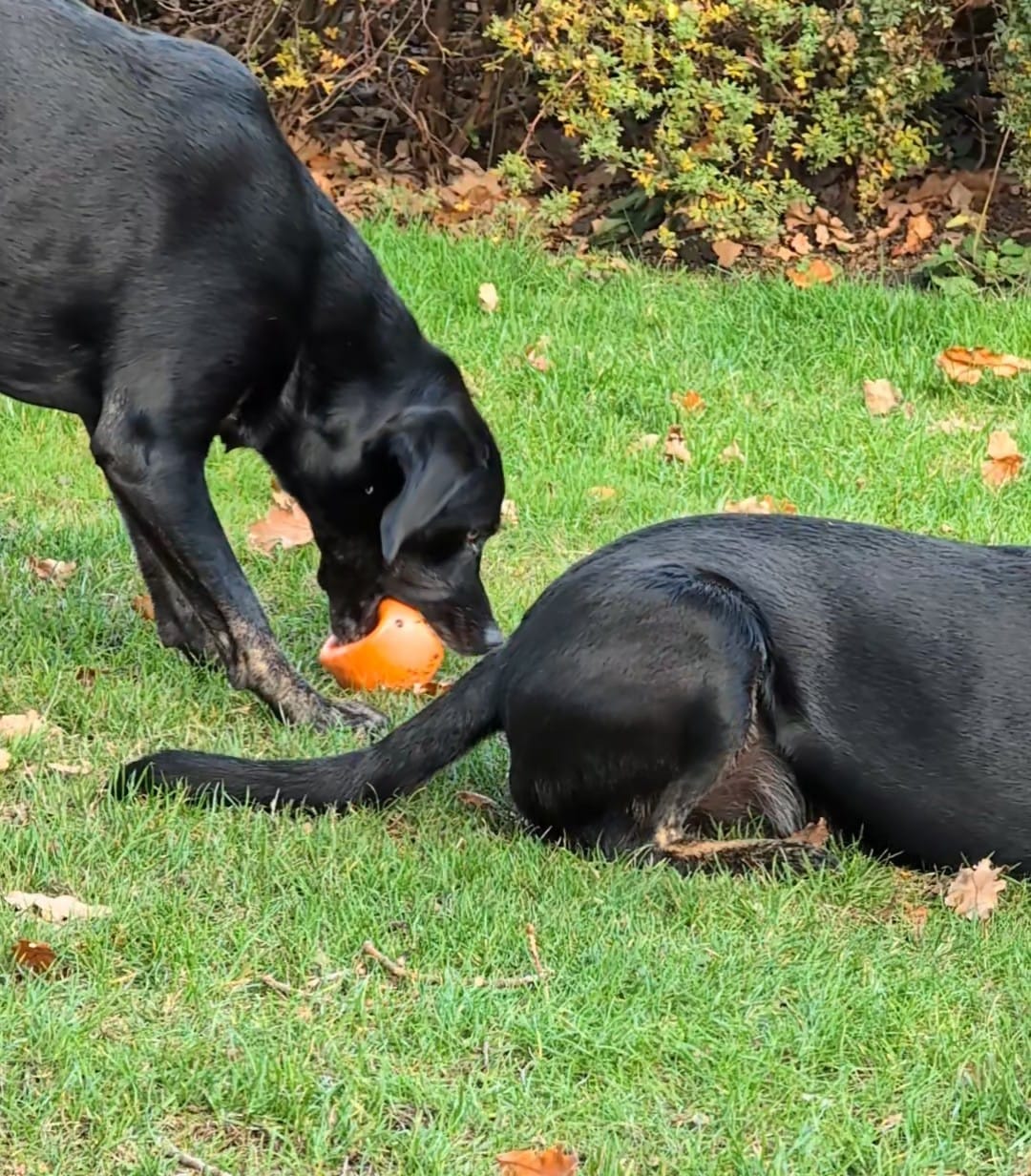 Customer photo review of Orange Latex Toy (Large)