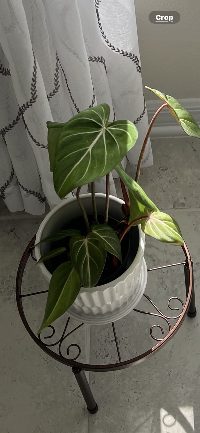 Customer photo review of Philodendron gloriosum