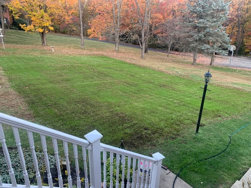 Customer photo review of GCI Turf Type Tall fescue Grass Seed