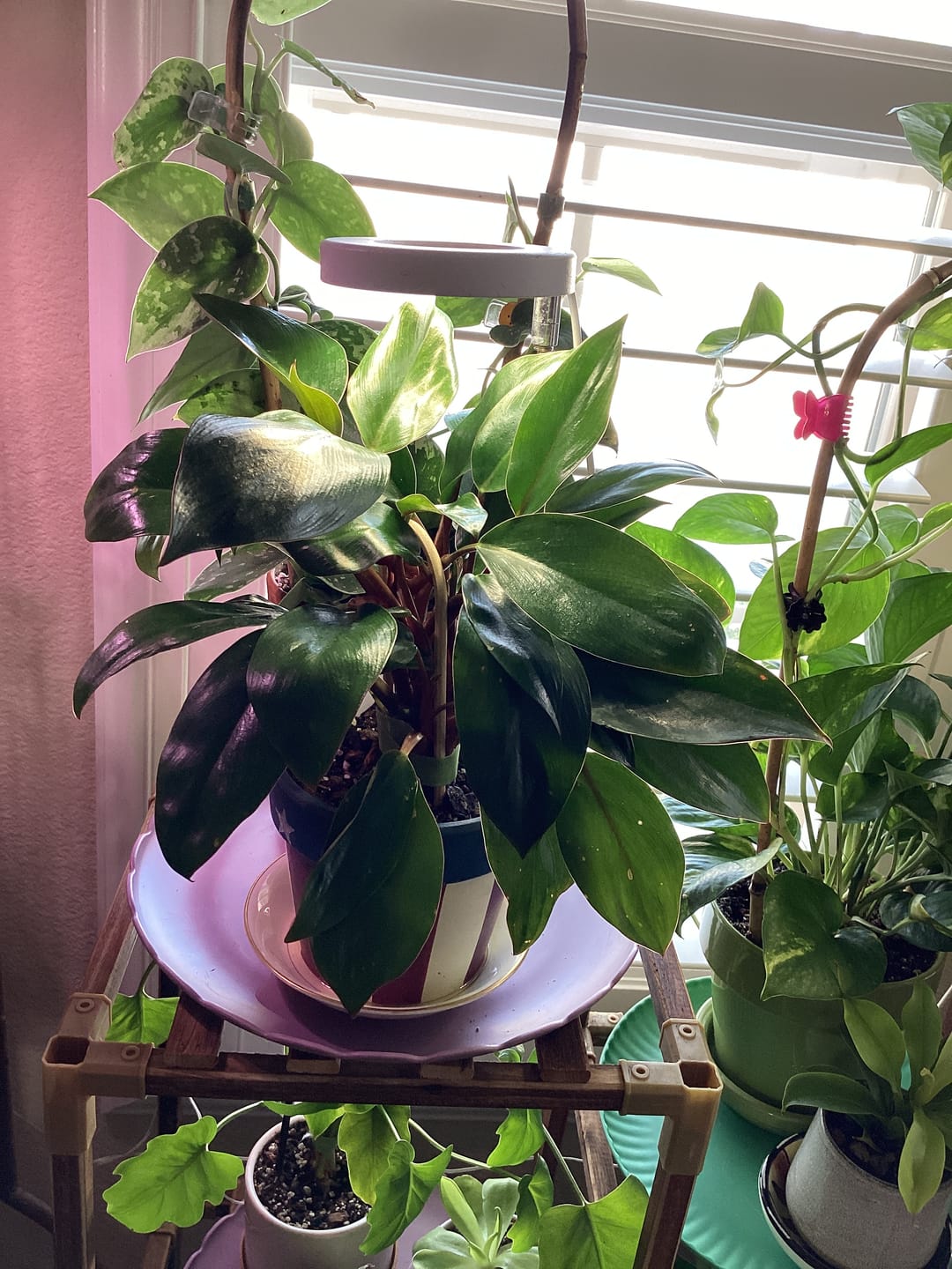 Customer photo review of Philodendron 'Red Congo Mini'