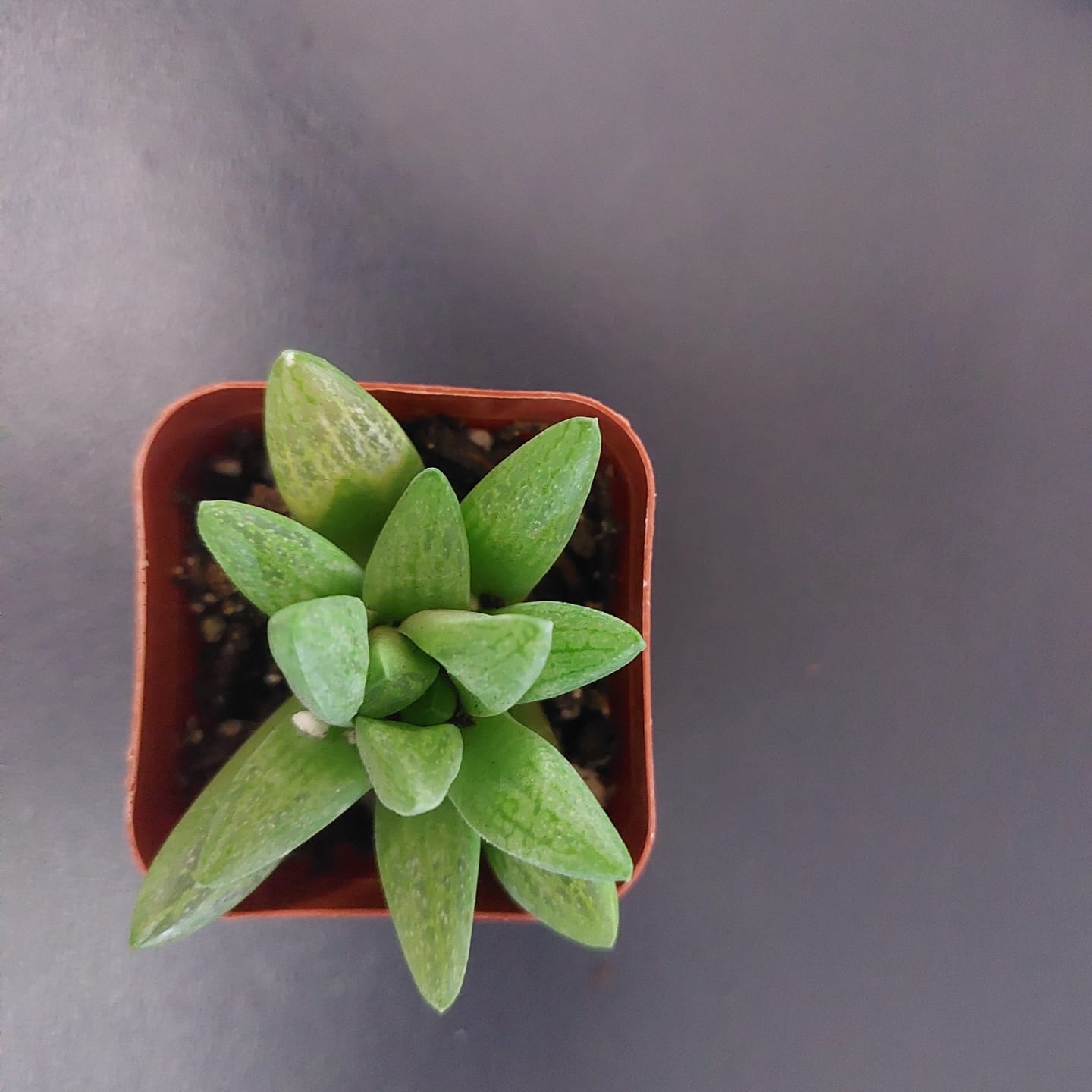 Customer photo review of Haworthia turgida var. suberecta