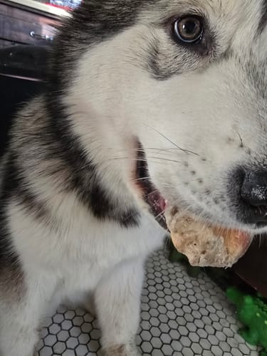 Customer photo review of Beef Tendon For Dogs