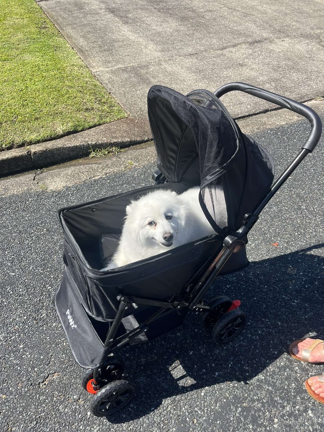 Customer photo review of PaWz Pet Dog Stroller Pram 4 Wheels