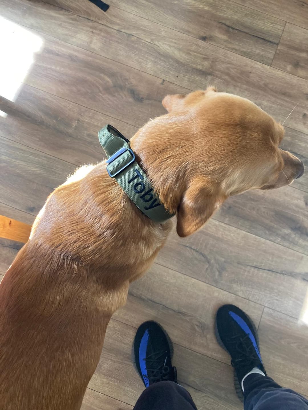 Customer photo review of 4cm Combat® Collar | With Handle & Rated Clip -  Khaki v2.0