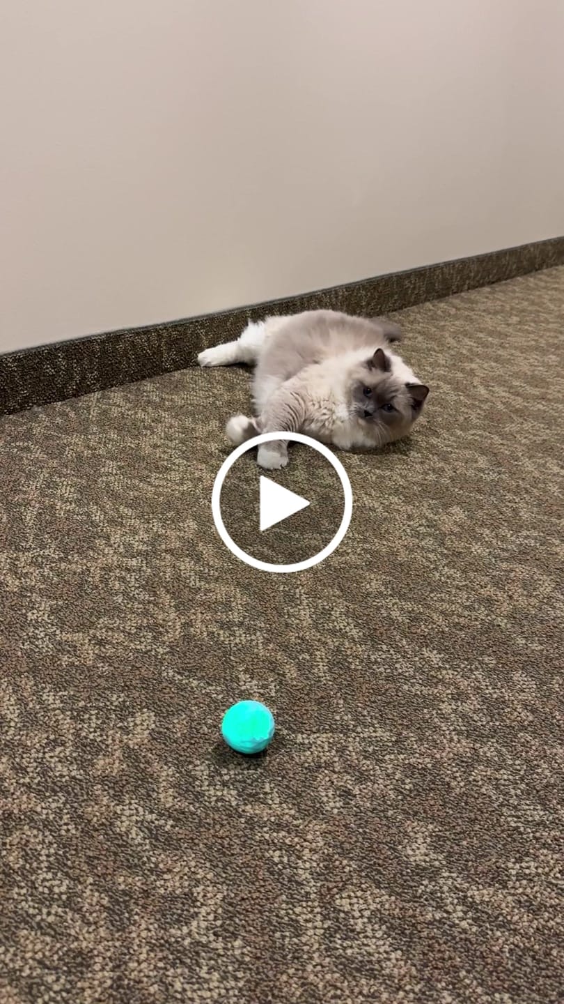 Customer video review of POWER BALL 2.0