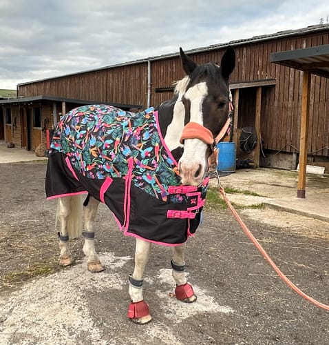 Customer photo review of Pretty Polly Turnout Rug