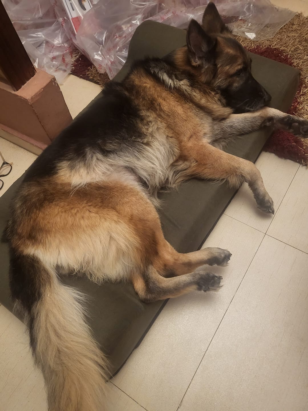 Customer photo review of Orthopedic Memory Foam Pet Bed - Rontac