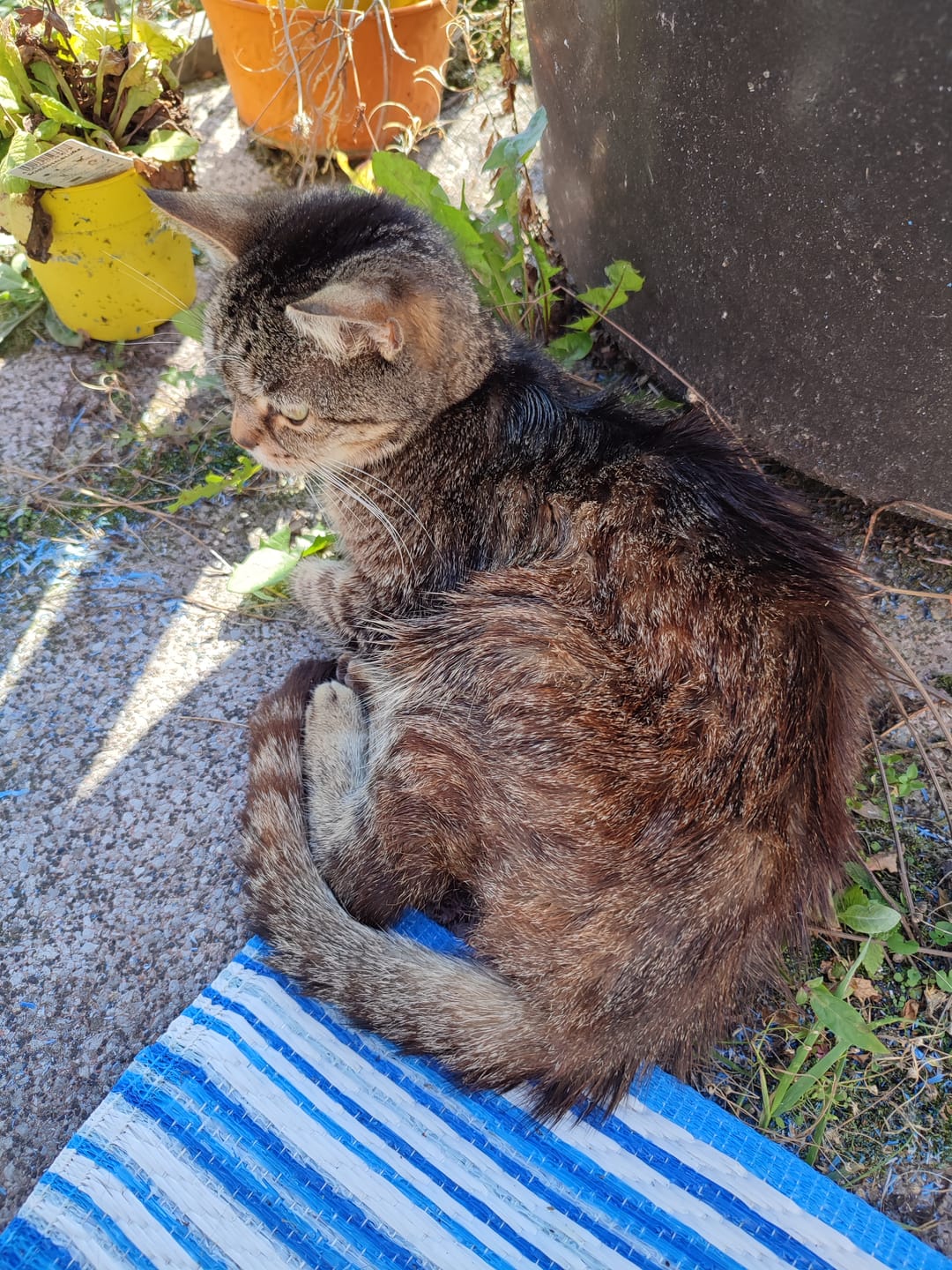 Customer photo review of Wurmtest Basic Katze
