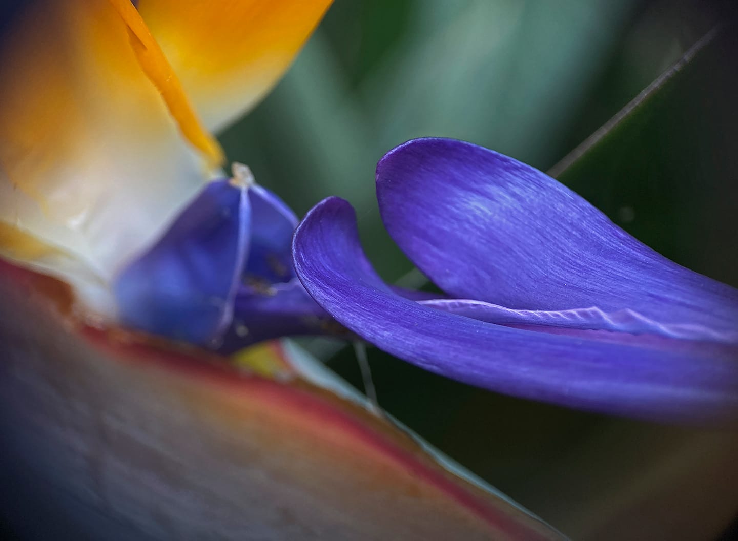 Customer photo review of Pro Series - Macro Lens