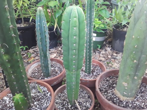 Customer photo review of Noid Trichocereus Cactus | Lost Label Trichocereus