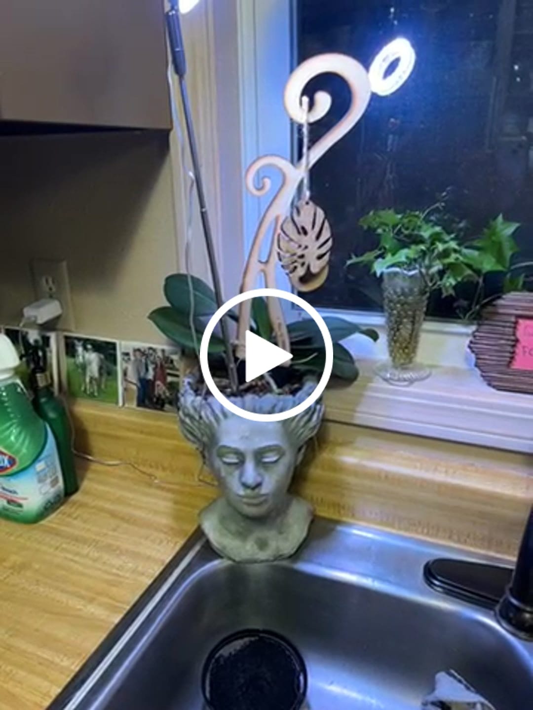 Customer video review of BARE™ Flora™ - Customizable wooden plant support - Perfect for Orchids