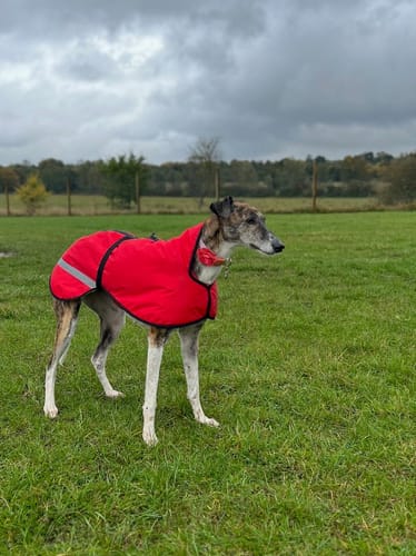 Customer photo review of Sherpa - Fleece Lined Sighthound Coat - Harness Hole - No Velcro