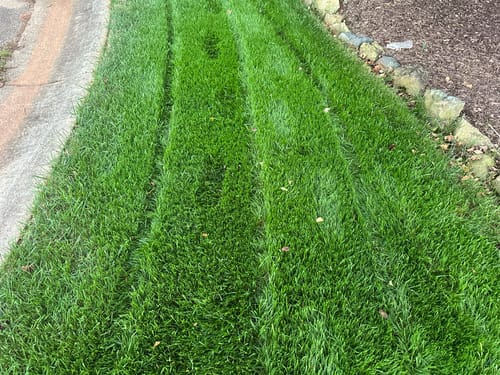 Customer photo review of Cool Season Lawn Care Guide