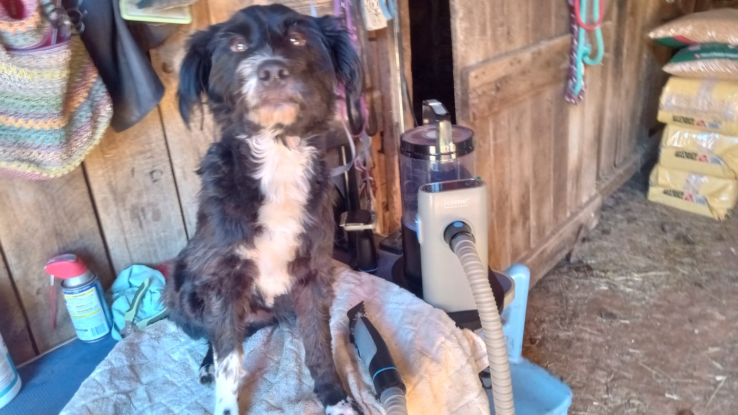Customer photo review of furMe™️ Professional PLUS Pet Grooming Vacuum Kit