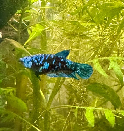 Customer photo review of Mix Avarta Black Blue Galaxy, Black Green Galaxy Female Betta Fish