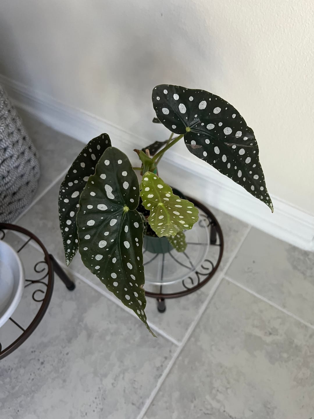 Customer photo review of Begonia maculata