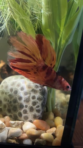 Customer photo review of Mix Galaxy Halfmoon Male Betta Fish High Grade | Buy 4 Get 1 Free | Mystery Betta