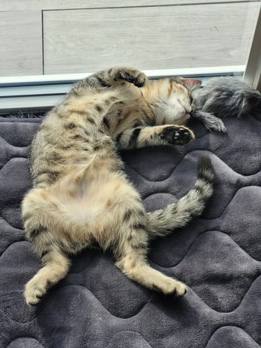 Avis photo d'un client sur Croquettes Chaton Sans Céréales - Poulet & Huile de Saumon