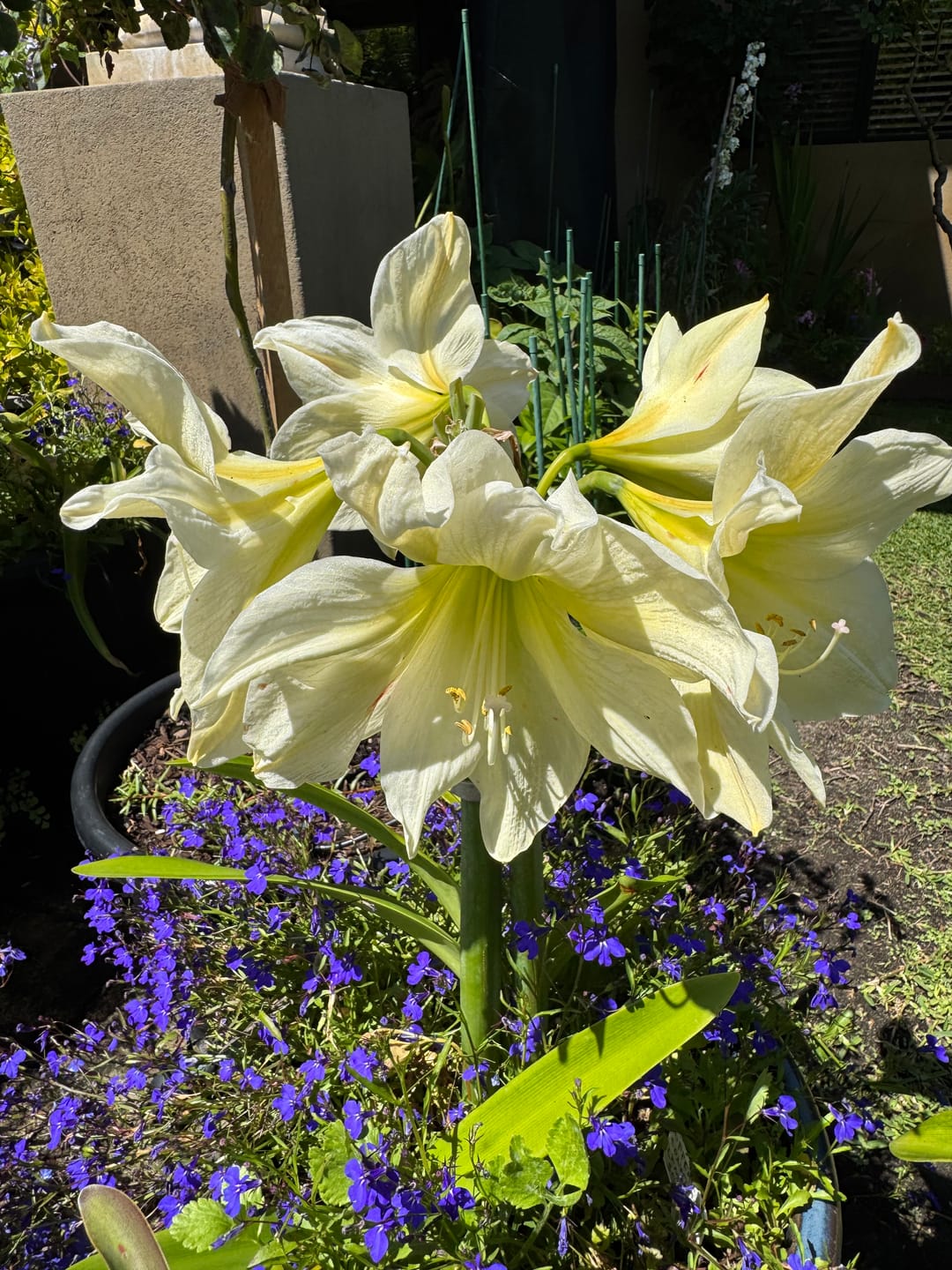 Customer photo review of Rozzeta - Hippeastrums | Amaryllis