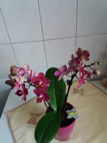 Customer photo review of Table Dance Chamonix mit weinroten Blüten und 2+ Stielen