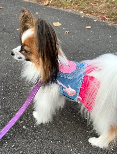 Customer photo review of Dolly Harness