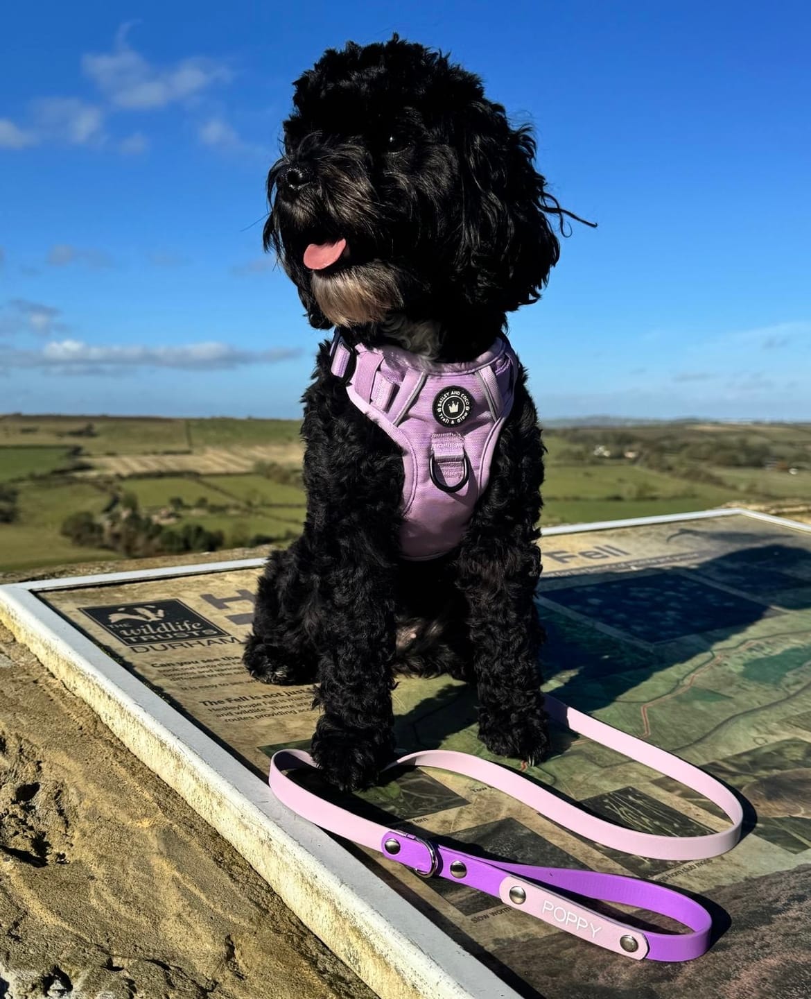 Customer photo review of Biothane Dog Lead