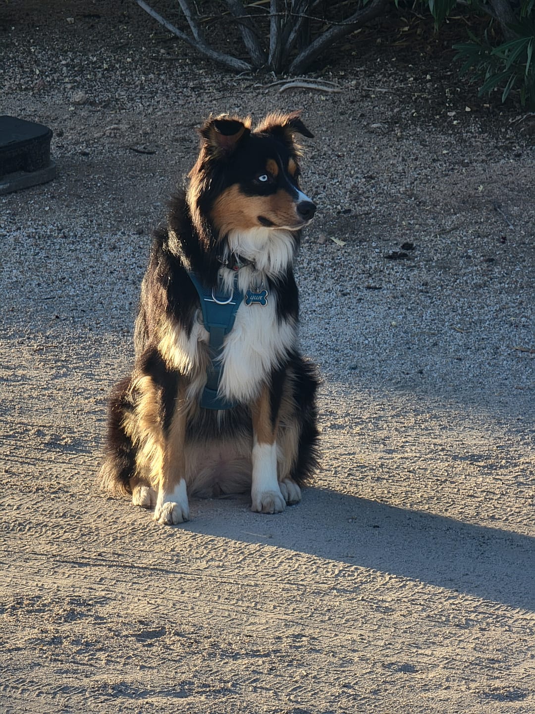 Customer photo review of FurLife™ - Flea & Tick Defense Dog Chews