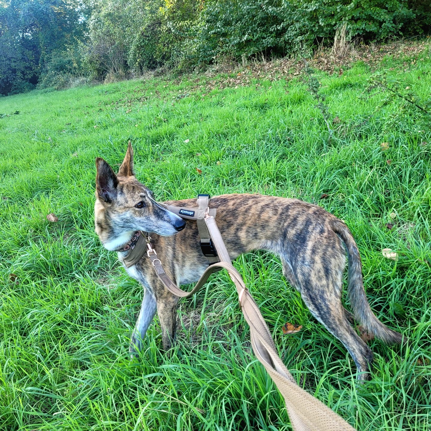 Customer photo review of Hundegeschirr FUN "Golden Sand"