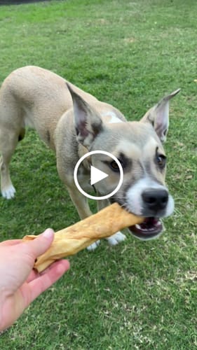 Customer video review of Ultimate Coat & Skincare Pack