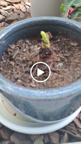 Customer video review of Alfresco - Hippeastrums | Amaryllis | Hippeastrum x hybridum