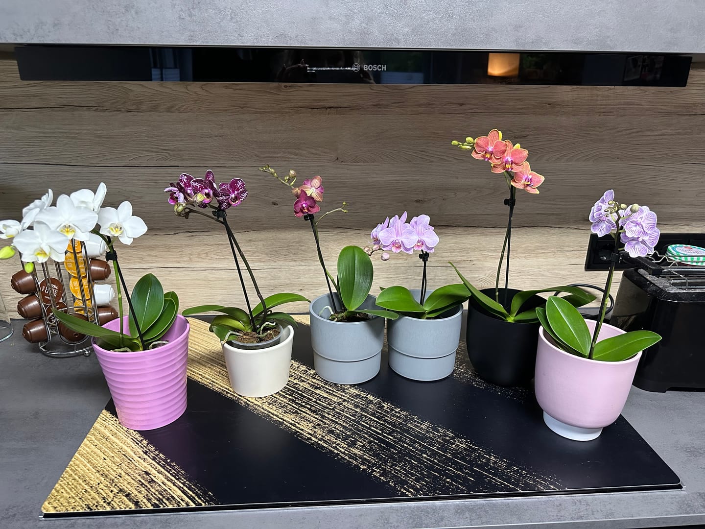Customer photo review of Table Dance Orchideen Farbmix mit 1 Stiel im 6er Set