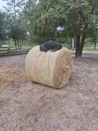 Customer photo review of Hay Chix® Large Bale Net - 5'   "The Goldilocks"