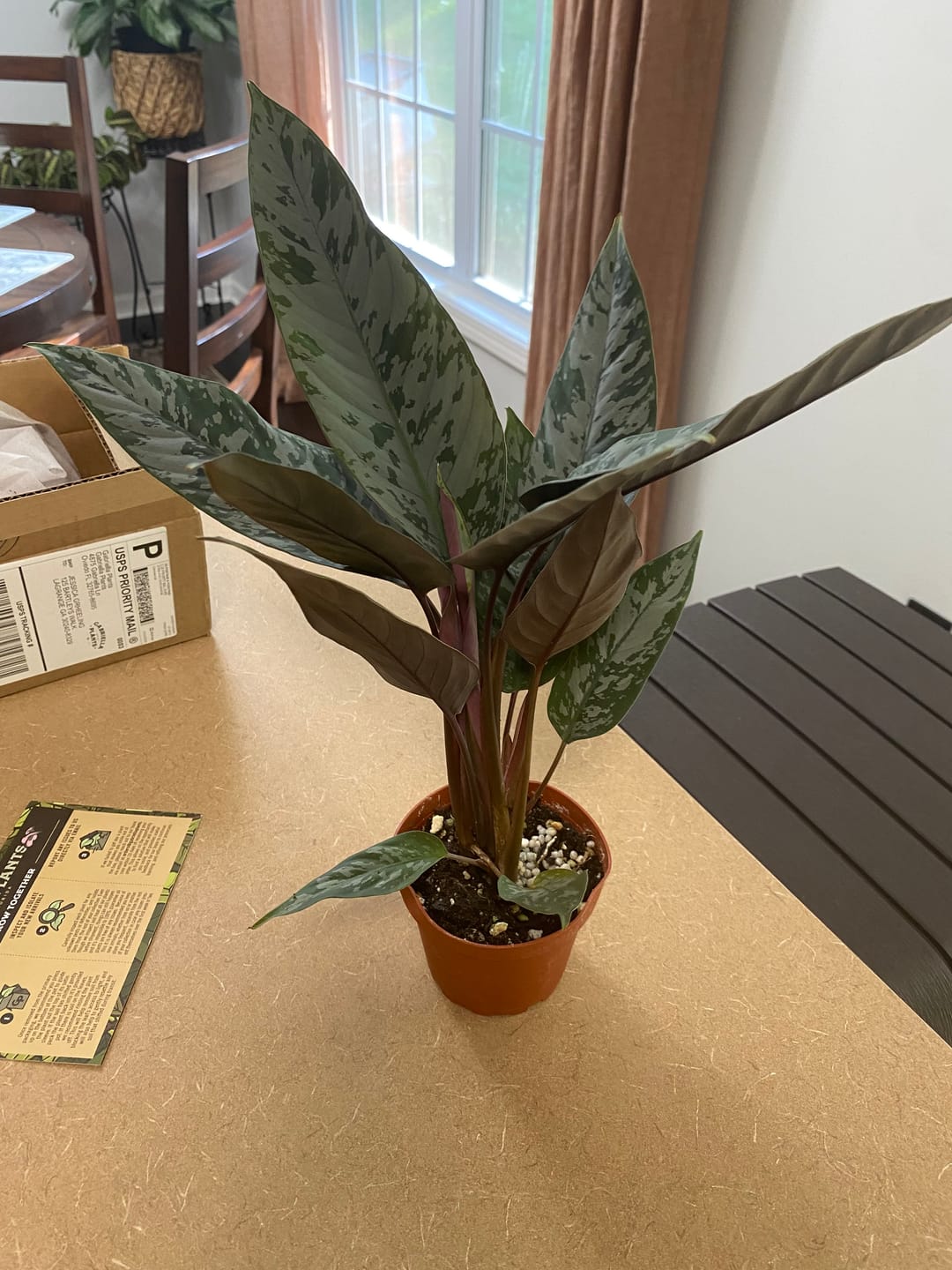 Customer photo review of Apoballis acuminatissima 'Lavallaei'