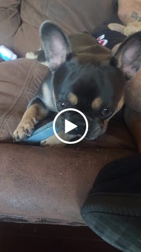 Customer video review of BLUEBERRY YAK CHEWS
