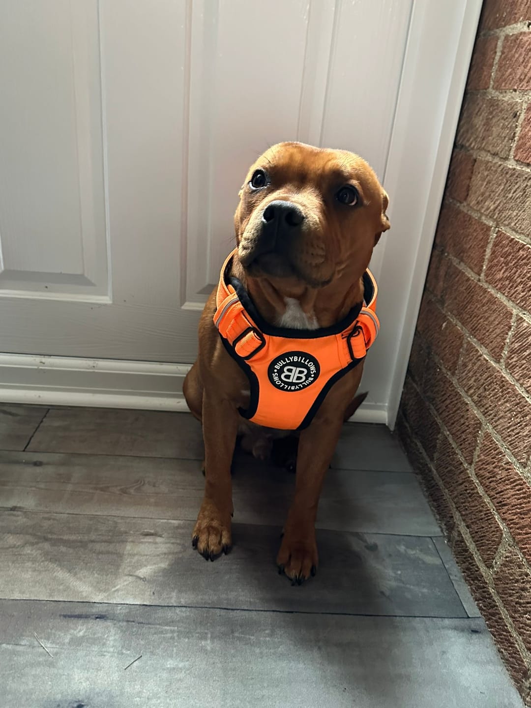 Customer photo review of Comfort Premium Harness | Non Restrictive - Orange
