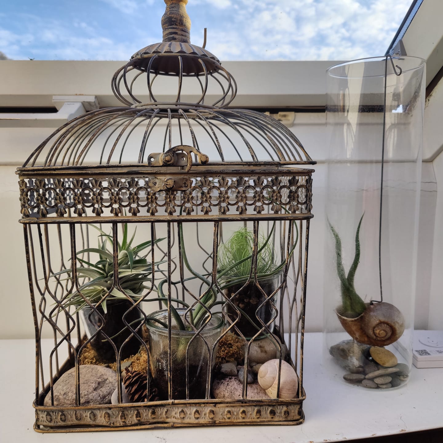 Customer photo review of Tillandsia andreana